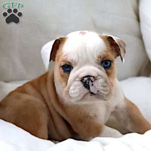 Dante, English Bulldog Puppy